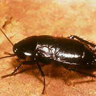 Oriental Roach Removal Company - Pest Solutions | Expert Pest Removal & Treatment Services