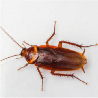 American Roach Control Company - Pest Solutions | Expert Pest Removal & Treatment Services