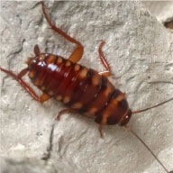 Brownbanded Roach control Company - Pest Solutions | Expert Pest Removal & Treatment Services