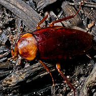 Smoky Brown Roach Removal Services - Pest Solutions | Expert Pest Removal & Treatment Services