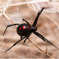 Black Widow Spiders Control Company - Pest Solutions | Expert Pest Removal & Treatment Services