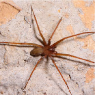 Brown Recluse Spider Control Company - Pest Solutions | Expert Pest Removal & Treatment Services