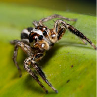 Jumping Spider Control Company - Pest Solutions | Expert Pest Removal & Treatment Services