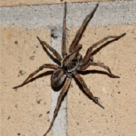 Wolf Spider Control Company - Pest Solutions | Expert Pest Removal & Treatment Services