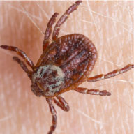 American Dog Tick - Pest Solutions | Expert Pest Removal & Treatment Services