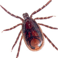 Brown Dog Tick - Pest Solutions | Expert Pest Removal & Treatment Services