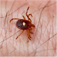 Lone Star Tick - Pest Solutions | Expert Pest Removal & Treatment Services