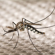 Yellow Fever Mosquito Removal Company - Pest Solutions | Expert Pest Removal & Treatment Services